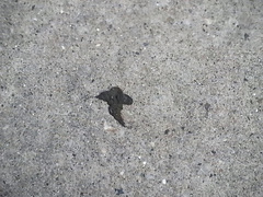 Vulpes vulpes fulvus