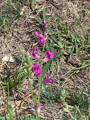 Oxytropis lambertii