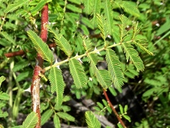 Mimosa asperata