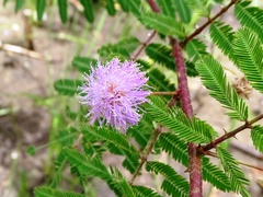 Mimosa asperata