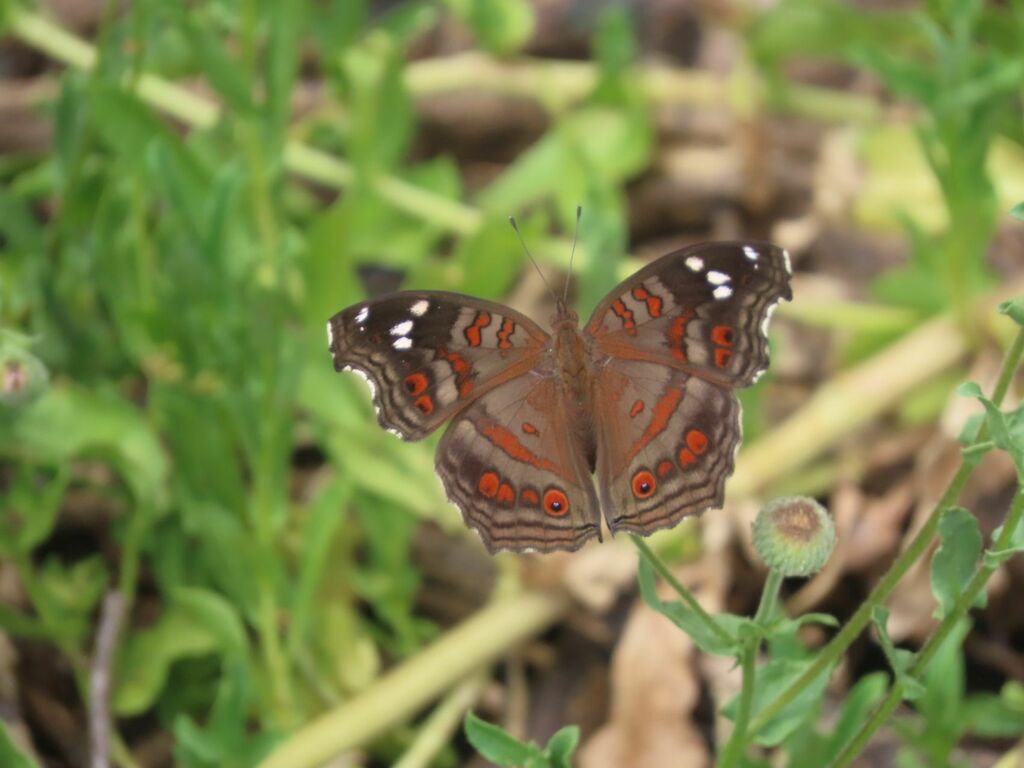 Spotted Brown Pansy