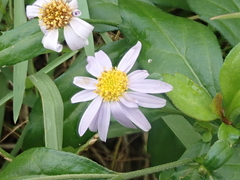 Aster yomena, photograph (c) WATANABE Hitoshi 渡辺仁, some rights reserved (CC BY)