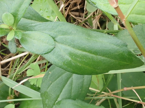 Aster yomena, photograph 4