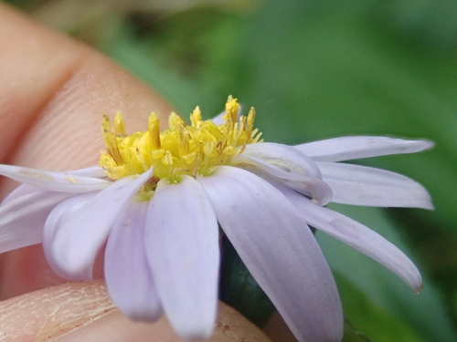Aster yomena, photograph 5