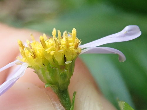 Aster yomena, photograph 6
