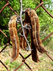 Mucuna pruriens