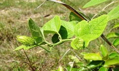 Passiflora urbaniana