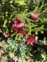 Lilium bolanderi