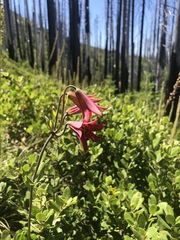 Lilium bolanderi