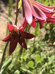 Lilium bolanderi