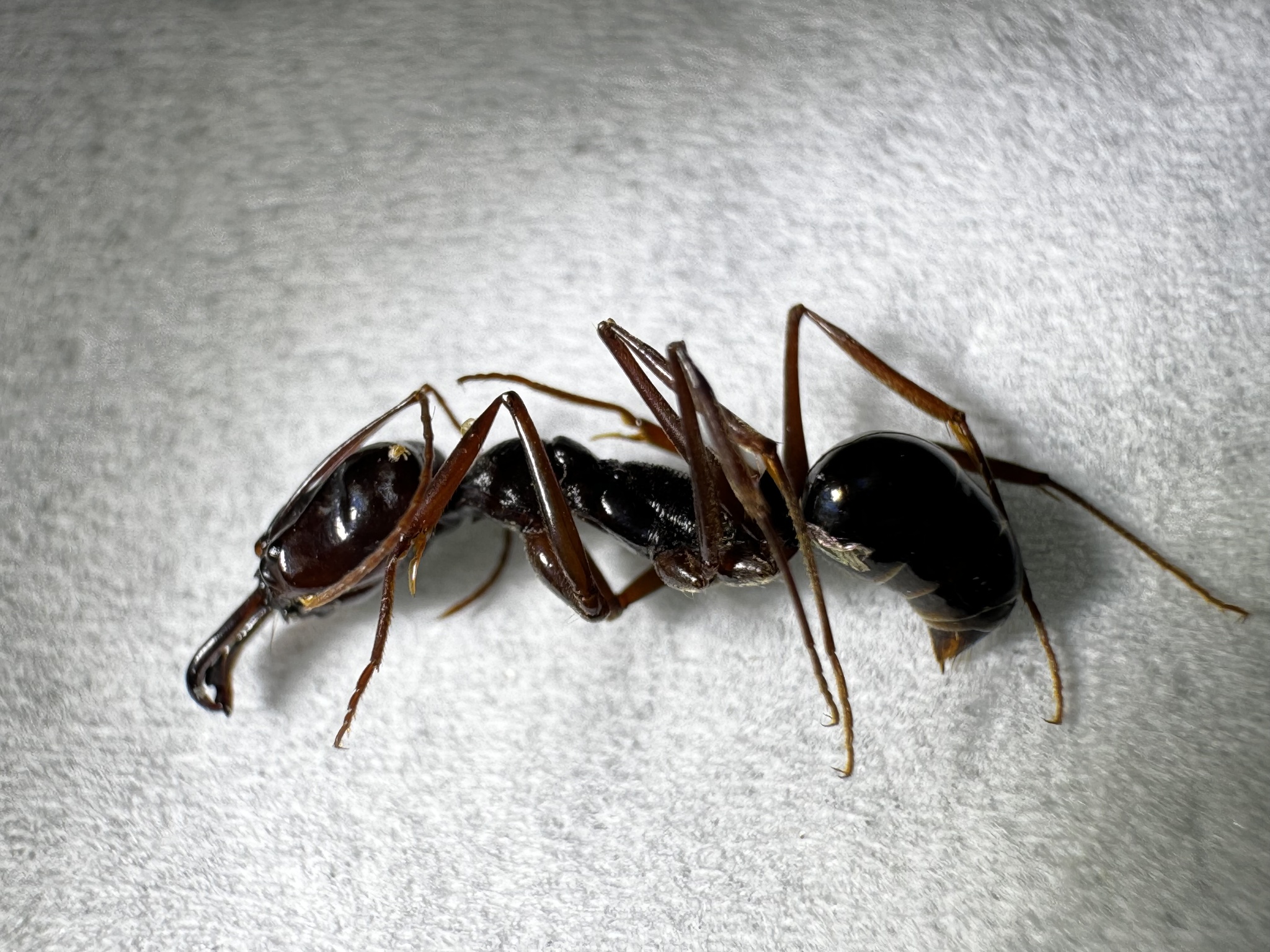 Odontomachus xizangensis