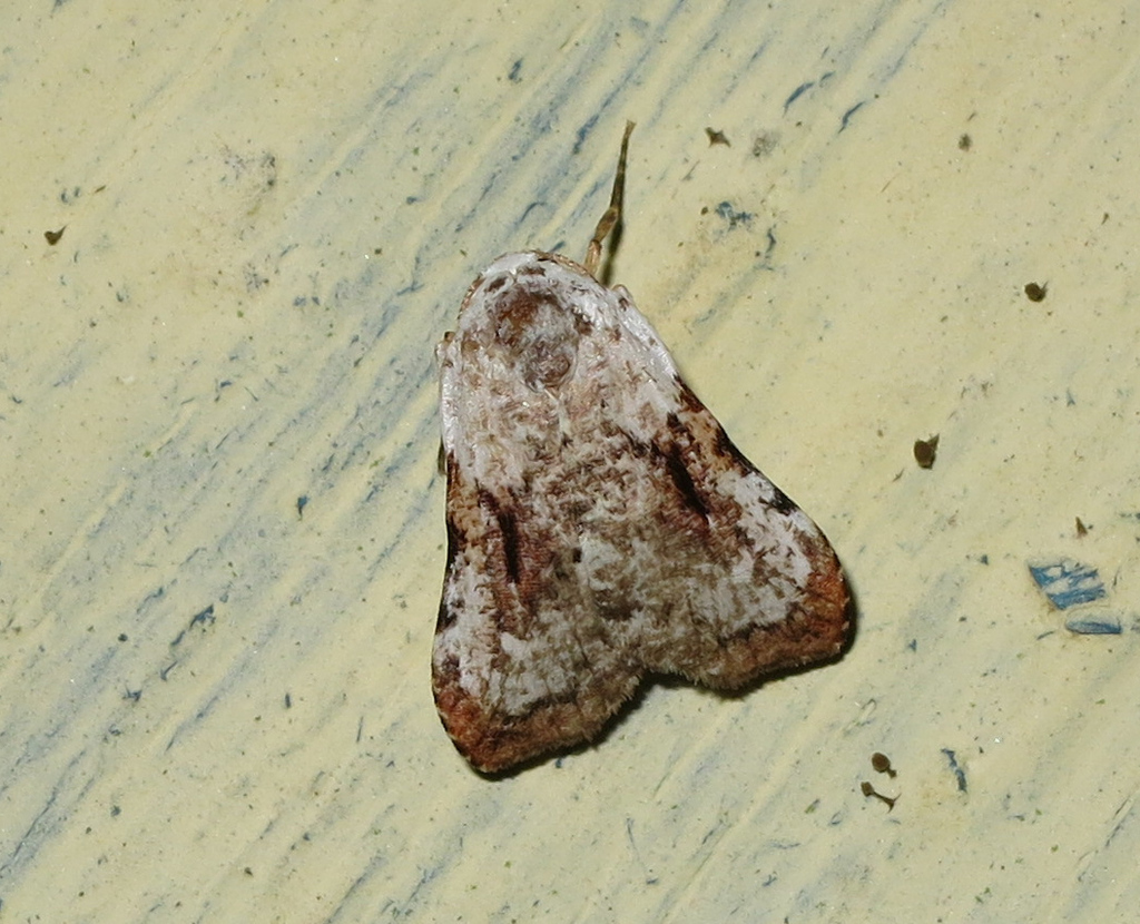 Macaduma lichenia