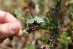 Cryptocephalus sericeus