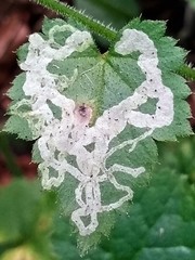 Phytomyza tiarellae