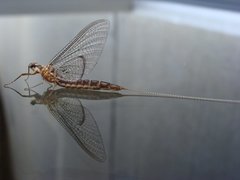 Ephemeridae