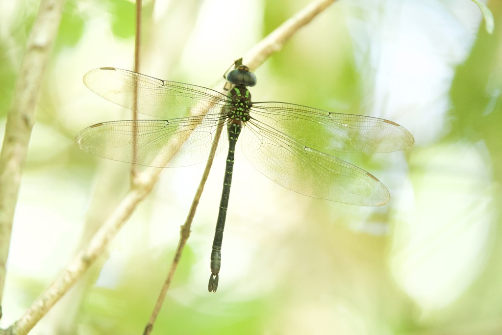 Black-legged Darner