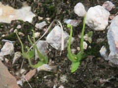 Pinguicula heterophylla