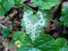 Phytomyza tiarellae
