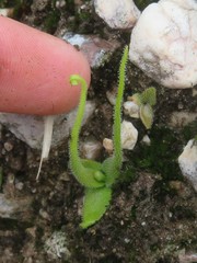 Pinguicula heterophylla