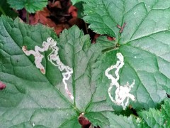Phytomyza tiarellae