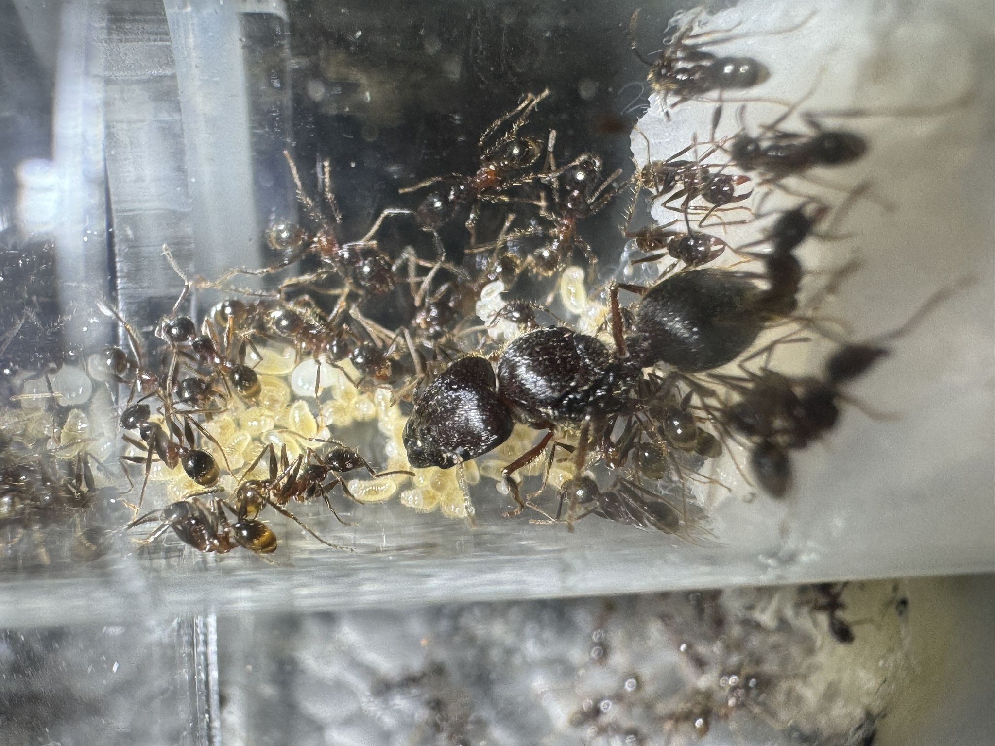 Pheidole dugasi