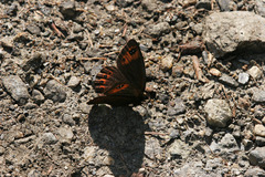 Erebia triarius