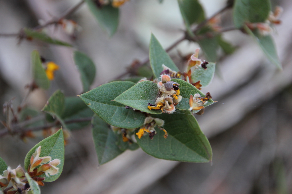 Wabonga Platylobium montanum from Wabonga VIC 3678, Australia on November 5 ...