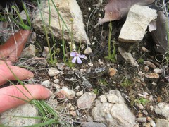 Pinguicula heterophylla