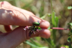 Cryptocephalus sericeus