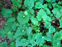 Phytomyza tiarellae