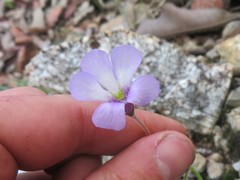 Pinguicula heterophylla