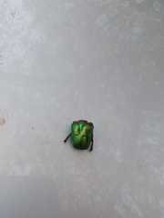 Protaetia cuprea
