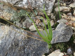 Pinguicula heterophylla