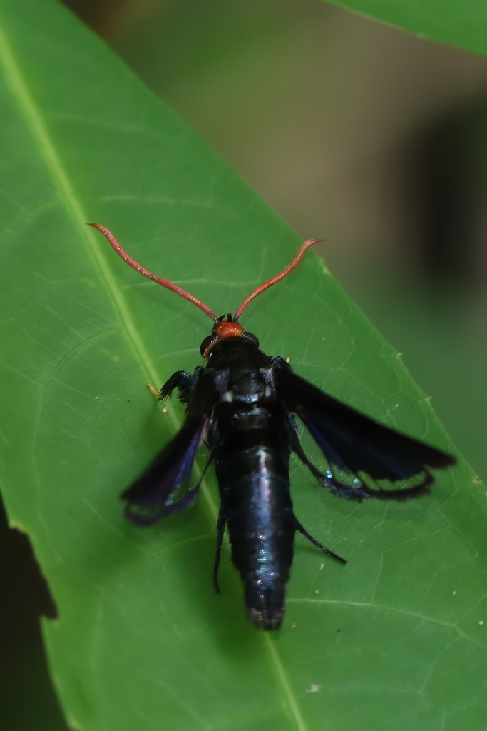 Cyanosesia cyanolampra