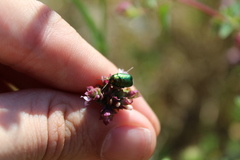 Cryptocephalus sericeus