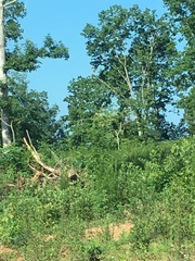 Spinus tristis tristis