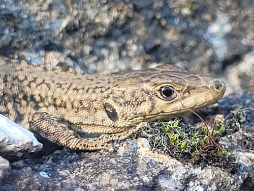 Podarcis lusitanicus