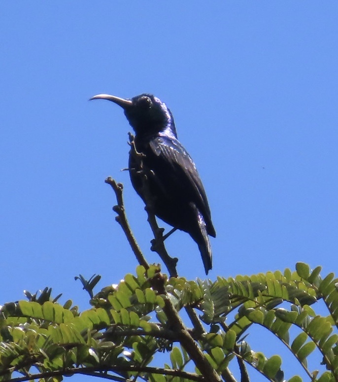 Malagasy Green Sunbird (Cinnyris notatus), photo 10