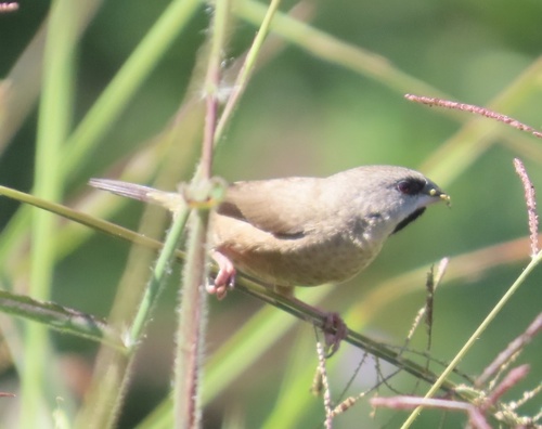 Madagascar Mannikin (Lepidopygia nana), photo 7