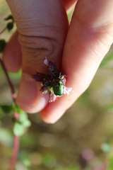Cryptocephalus sericeus