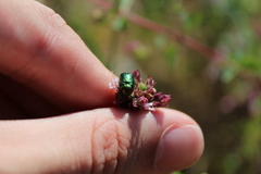 Cryptocephalus sericeus