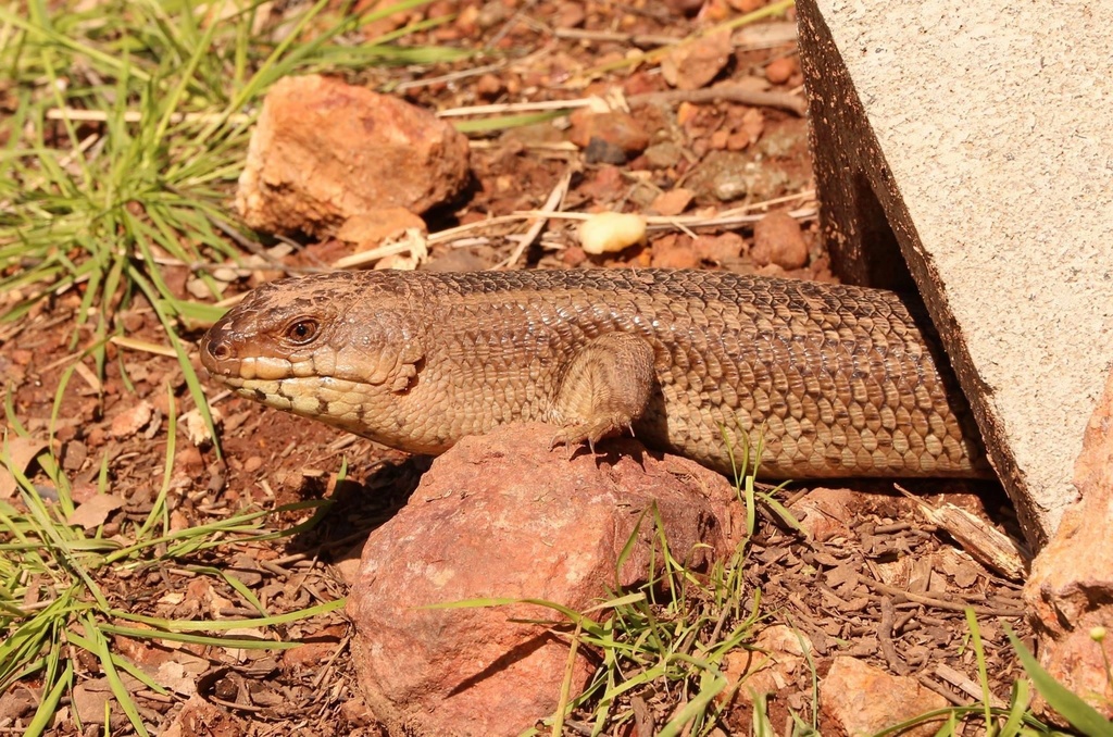 Yakka Skink