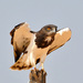Snake-Eagles - Photo (c) Ian White, some rights reserved (CC BY-ND)