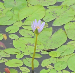 Nymphaea elegans