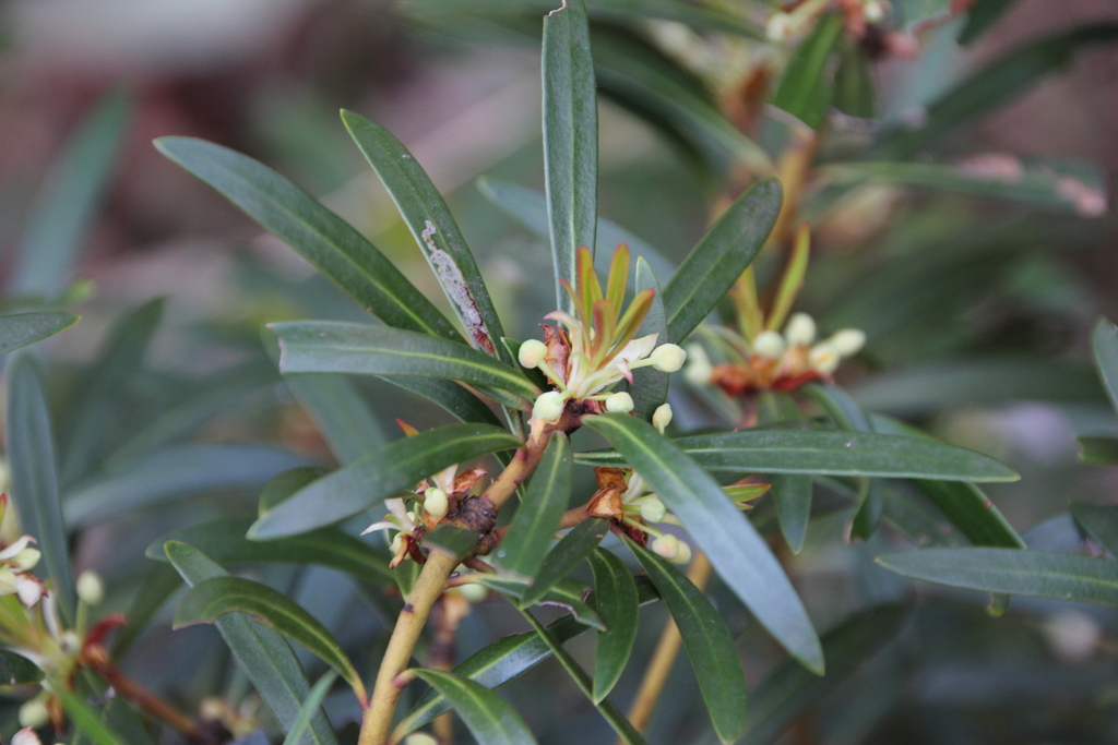Wabonga Tasmannia from Wabonga VIC 3678, Australia on November 5, 2024 at 09:54 ...
