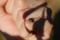 Cryptocephalus sericeus