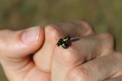 Cryptocephalus sericeus