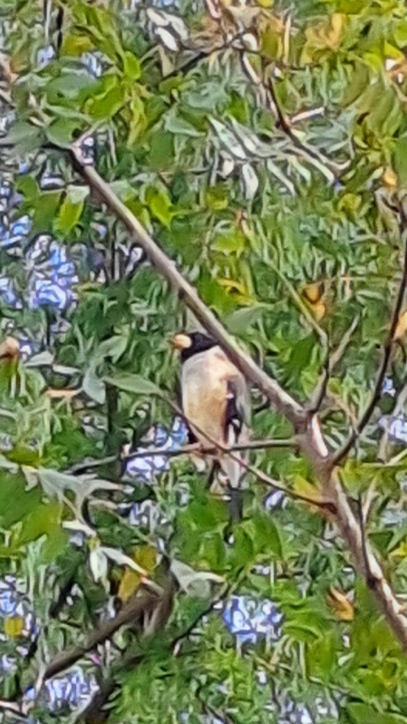Chinese Grosbeak