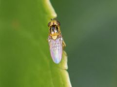 Thaumatomyia notata