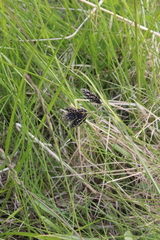 Carex atrata